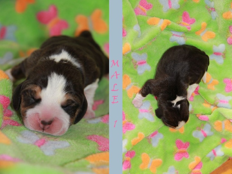 Du Hêtre Au Loup - Beagle - Portée née le 03/03/2015